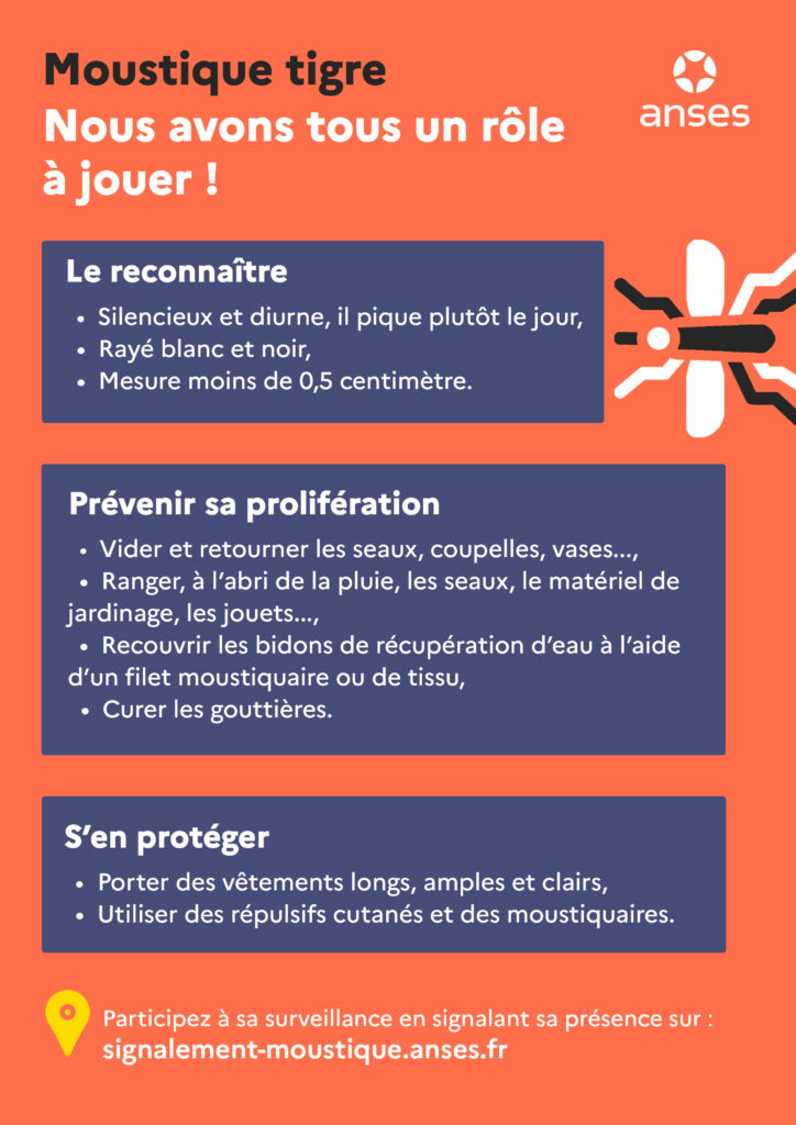 Infographie du moustique tigre (copyright anses.fr)